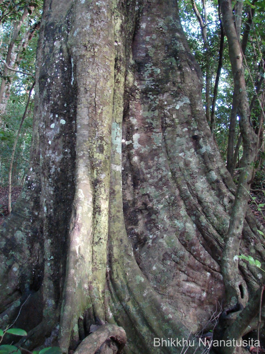 Diospyros ebenum J.Koenig ex Retz.